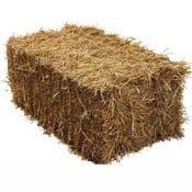 Handy Size Barley Straw Bale