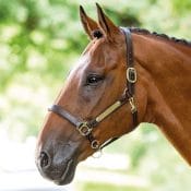 Bridleway Leather Headcollar with Name Plate V562 | v562 4