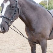 Blenheim Outline Training Aid | soft lunging aid