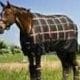 Equitheme Checked Winter Turnout Rug