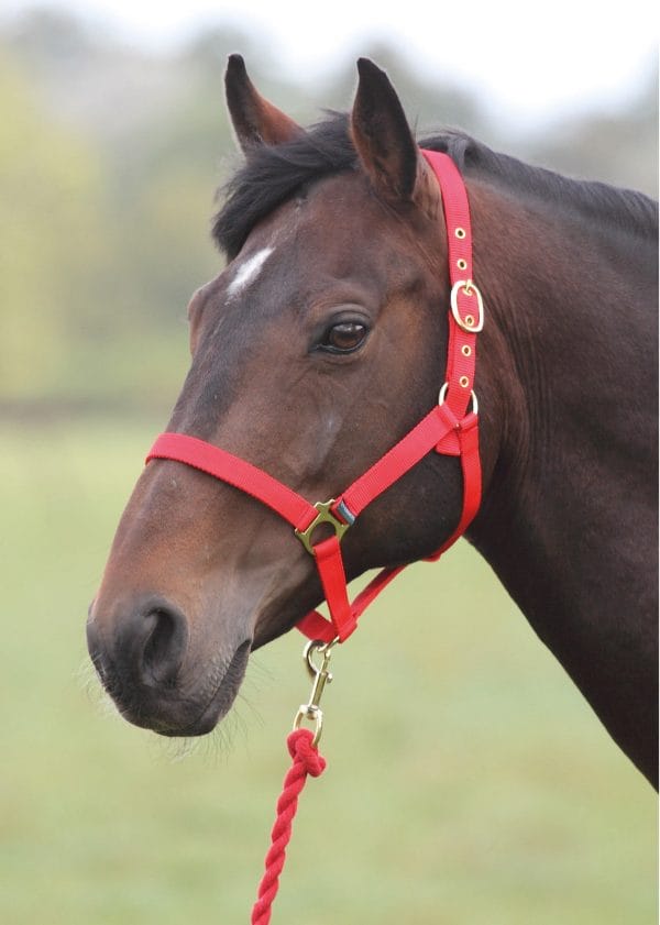 Shires Wessex Headcollar And Lead Rope Set | Shires Wessex Headcollar And Lead Rope Set RRP 1050 SAVE 10 222042758471