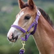 Lavello Cavesson Noseband | Variation of Shires Wessex Headcollar And Lead Rope Set 8211 RRP 1050 8211 SAVE 10 222042758471 b477