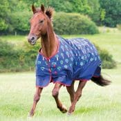 Bridleway Ontario Lightweight Turnout Rug Carrot Print | Bridleway Ontario Lightweight Turnout Rug Carrot Print NEW for 2018 323206738467