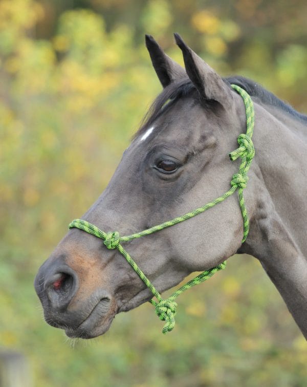 Shires Rope Control Headcollar | Shires Adjustable Rope Halter 322019701257