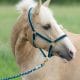 Shires Wessex Headcollar And Lead Rope Set | Bridleway Jester Headcollar and Leadrope Set FREE PP 322019855299